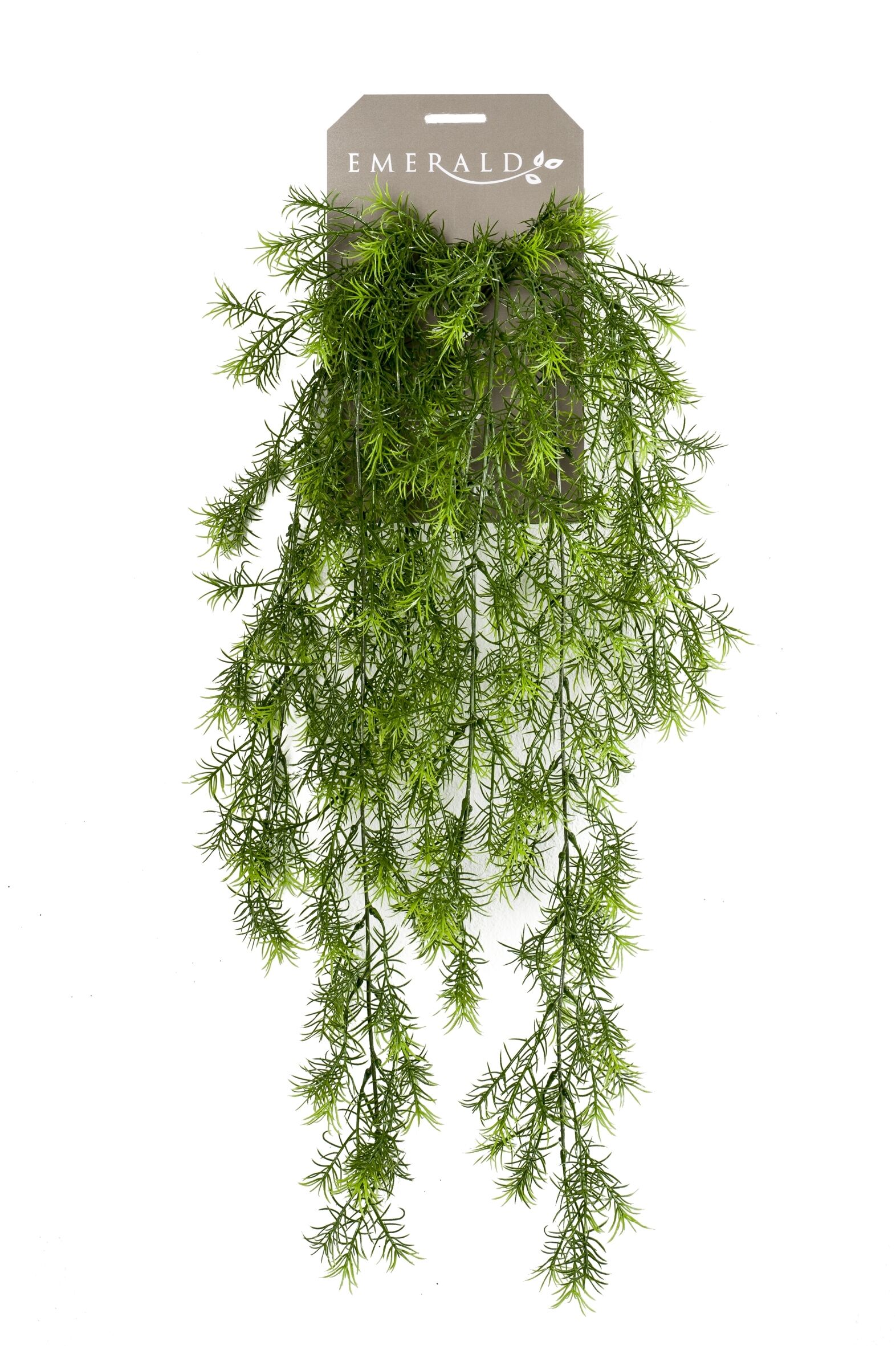 asparagus sprengeri hanging bush x6