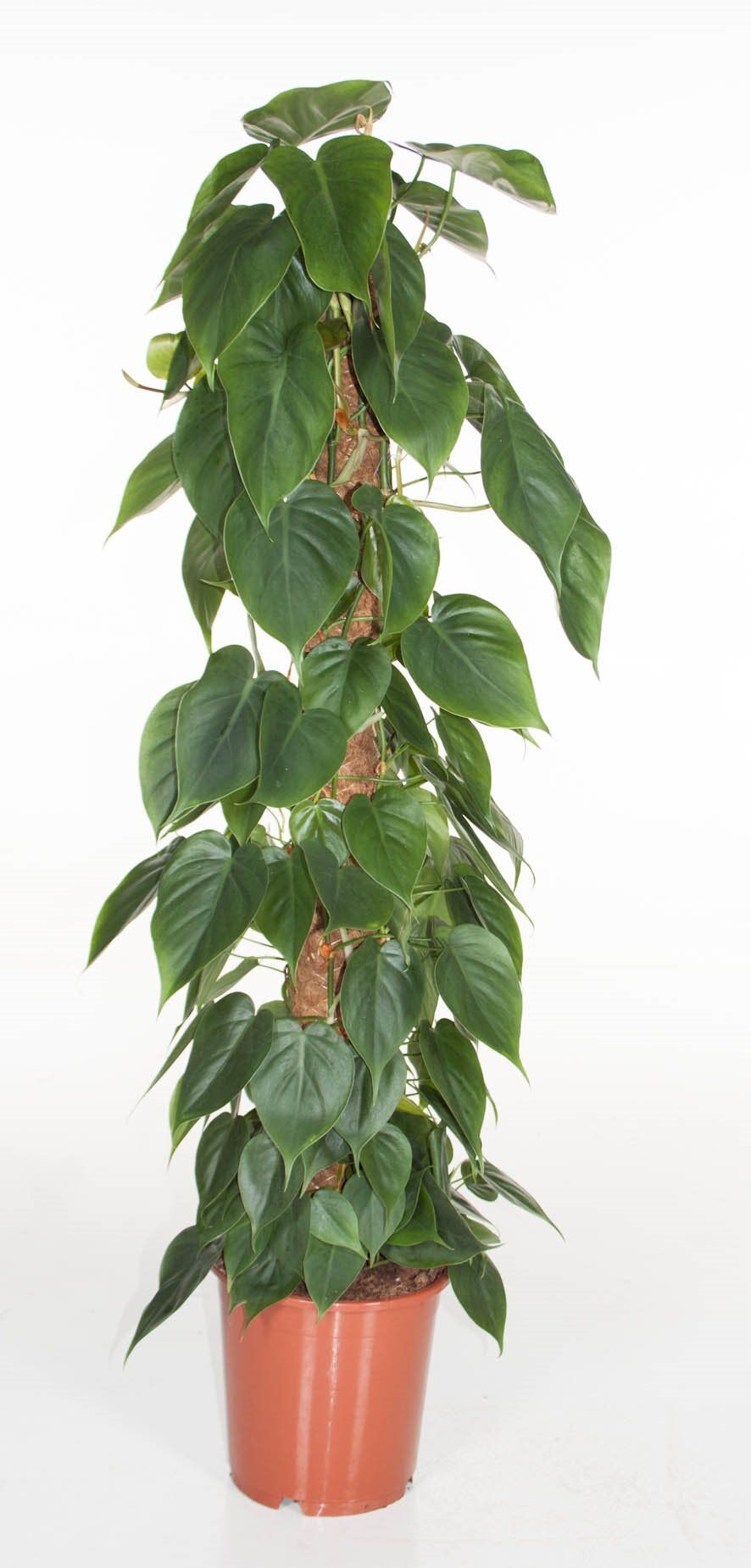 Philodendron op mosstok (Philodendron Scandens)