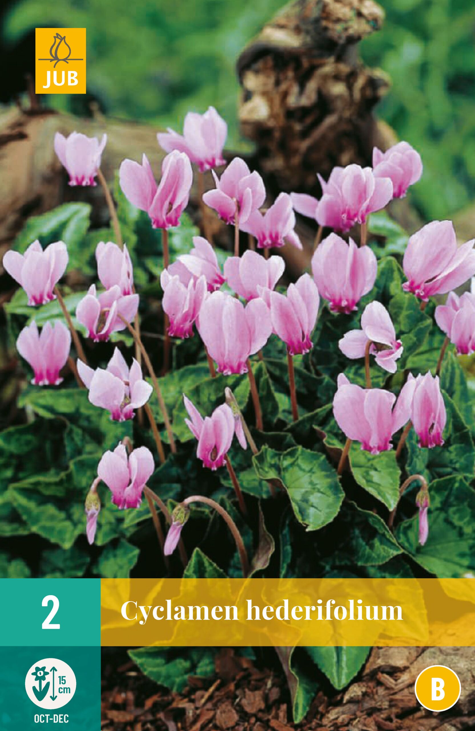 CYCLAMEN HEDERIFOLIUM