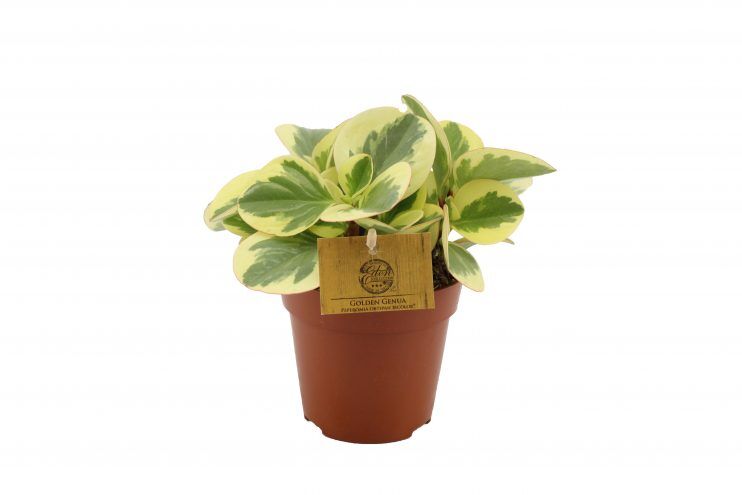 Peperomia (Peperomia Obtipan Bicolor)